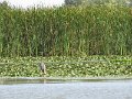 Tisza-to noveny es allatvilaga2